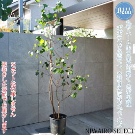 【現品】【ユーカリ ポポラス】ポリアンセモス オージープランツ 株立ち 自然風樹形　樹高H≒240 × 枝張W≒110cm　高木 常緑樹 シンボルツリー 植木 庭木 樹木 植栽 和風 洋風 ガーデニング おしゃれ【送料無料】