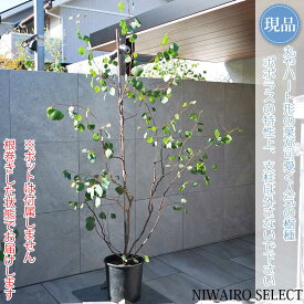 【現品】【ユーカリ ポポラス】ポリアンセモス オージープランツ 株立ち 自然風樹形　樹高H≒235 × 枝張W≒140cm　高木 常緑樹 シンボルツリー 植木 庭木 樹木 植栽 和風 洋風 ガーデニング おしゃれ【送料無料】