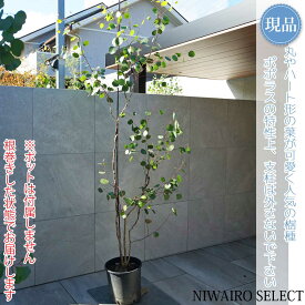 【現品】【ユーカリ ポポラス】ポリアンセモス オージープランツ 株立ち 自然風樹形　樹高H≒225 × 枝張W≒120cm　高木 常緑樹 シンボルツリー 植木 庭木 樹木 植栽 和風 洋風 ガーデニング おしゃれ【送料無料】