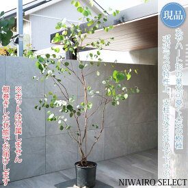 【現品】【ユーカリ ポポラス】ポリアンセモス オージープランツ 株立ち 自然風樹形　樹高H≒240 × 枝張W≒140cm　高木 常緑樹 シンボルツリー 植木 庭木 樹木 植栽 和風 洋風 ガーデニング おしゃれ【送料無料】