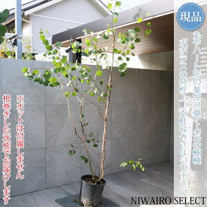 yizy[J ||Xz|AZX I[W[vc { R`@H235 × }W140cm@ Ύ V{c[ A   A a m K[fjO 