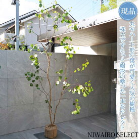 【現品】【ユーカリ ポポラス】ポリアンセモス オージープランツ 株立ち 自然風樹形　樹高H≒260 × 枝張W≒130cm　高木 常緑樹 シンボルツリー 植木 庭木 樹木 植栽 和風 洋風 ガーデニング おしゃれ【送料無料】