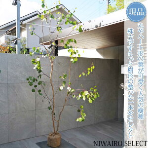 yizy[J ||Xz|AZX I[W[vc  R`@H260 × }W130cm@ Ύ V{c[ A   A a m K[fjO 