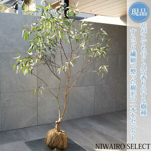 yizy[JzIh CG[{bNX I[W[vc R`@H160 × }W110cm@ Ύ V{c[ A   A a m K[fjO 