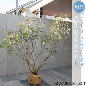 yizy[JzIh CG[{bNX I[W[vc R`@H155 × }W160cm@ Ύ V{c[ A   A a m K[fjO 