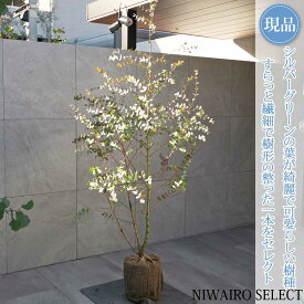 【現品】【ユーカリ グニー】 オージープランツ 本株立ち 自然風樹形　樹高H≒180 × 枝張W≒90cm　高木 常緑樹 シンボルツリー 植木 庭木 樹木 植栽 和風 洋風 ガーデニング おしゃれ【送料無料】