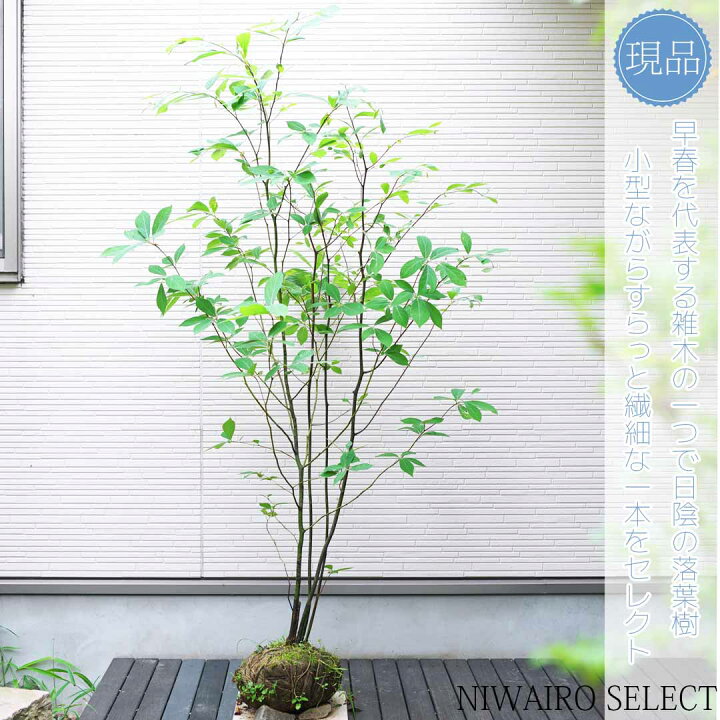 楽天市場】【クロモジ】 黒文字 株立ち 自然樹形 樹高H≒165 × 枝張W 
