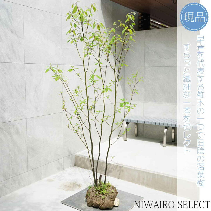クロモジ 株立 /171 楽天市場】【現品】【クロモジ】黒文字 株立ち 