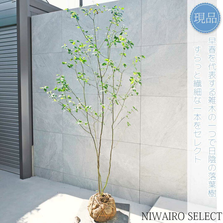 楽天市場】【現品】山採り【クロモジ】黒文字 株立ち 自然風樹形 樹高H 