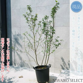 【現品】【クロモジ】黒文字 株立ち 自然風樹形　樹高H≒160 × 枝張W≒120cm　低木 落葉樹 シンボルツリー 植木 庭木 樹木 植栽 和風 洋風 ガーデニング おしゃれ【送料無料】