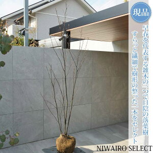 �y���i�z�R�̂�y�N�����W�z������ ������ ���R�����`�@����H��225 × �}��W��80cm�@��� ���t�� �V���{���c���[ �A�� ��� ���� �A�� �a�� �m�� �K�[�f�j���O �������y���������z