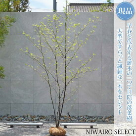 【現品】山採り【クロモジ】黒文字 株立ち 自然風樹形　樹高H≒250 × 枝張W≒140cm　低木 落葉樹 シンボルツリー 植木 庭木 樹木 植栽 和風 洋風 ガーデニング おしゃれ【送料無料】