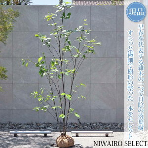 �y���i�z�R�̂�y�N�����W�z������ ������ ���R�����`�@����H��225 × �}��W��130cm�@��� ���t�� �V���{���c���[ �A�� ��� ���� �A�� �a�� �m�� �K�[�f�j���O �������y���������z