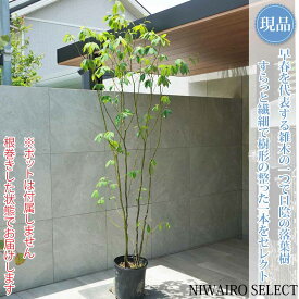 【現品】山採り【クロモジ】黒文字 株立ち 自然風樹形　樹高H≒230 × 枝張W≒100cm　低木 落葉樹 シンボルツリー 植木 庭木 樹木 植栽 和風 洋風 ガーデニング おしゃれ【送料無料】