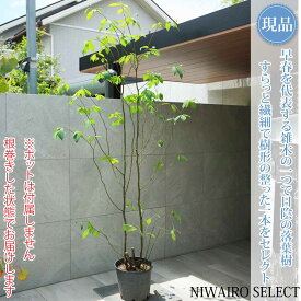【現品】山採り【クロモジ】黒文字 株立ち 自然風樹形　樹高H≒230 × 枝張W≒110cm　低木 落葉樹 シンボルツリー 植木 庭木 樹木 植栽 和風 洋風 ガーデニング おしゃれ【送料無料】