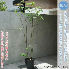 【現品】山採り【クロモジ】黒文字 株立ち 自然風樹形　樹高H≒185 × 枝張W≒90cm　低木 落葉樹 シンボルツリー 植木 庭木 樹木 植栽 和風 洋風 ガーデニング おしゃれ【送料無料】
