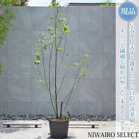 【現品】山採り【クロモジ】黒文字 株立ち 自然風樹形　樹高H≒220 × 枝張W≒100cm　低木 落葉樹 シンボルツリー 植木 庭木 樹木 植栽 和風 洋風 ガーデニング おしゃれ【送料無料】
