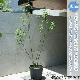 【現品】山採り【クロモジ】黒文字 株立ち 自然風樹形　樹高H≒185 × 枝張W≒100cm　低木 落葉樹 シンボルツリー 植木 庭木 樹木 植栽 和風 洋風 ガーデニング おしゃれ【送料無料】