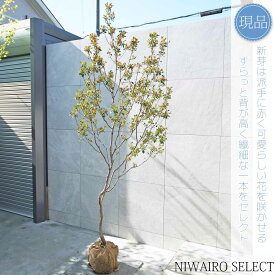 【現品】【姫シャリンバイ】ヒメシャリンバイ 自然風樹形　樹高H≒240 × 枝張W≒90cm　低木 常緑樹 シンボルツリー 植木 庭木 樹木 植栽 和風 洋風 ガーデニング おしゃれ【送料無料】