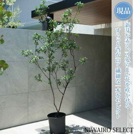 【現品】【姫シャリンバイ】ヒメシャリンバイ 本株立ち 自然風樹形　樹高H≒200 × 枝張W≒110cm　低木 常緑樹 シンボルツリー 植木 庭木 樹木 植栽 和風 洋風 ガーデニング おしゃれ【送料無料】