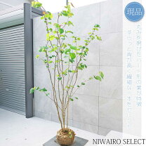 楽天市場】マルバノキの通販