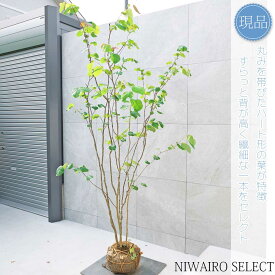 【現品】【マルバノキ】ベニマンサク 紅万作 株立ち 自然風樹形　樹高H≒220 × 枝張W≒120cm　低木 落葉樹 シンボルツリー 植木 庭木 樹木 植栽 和風 洋風 ガーデニング おしゃれ【送料無料】