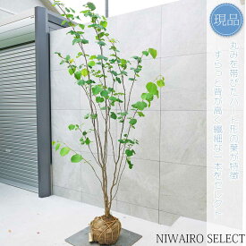 【現品】【マルバノキ】ベニマンサク 紅万作 株立ち 自然風樹形　樹高H≒225 × 枝張W≒110cm　低木 落葉樹 シンボルツリー 植木 庭木 樹木 植栽 和風 洋風 ガーデニング おしゃれ【送料無料】