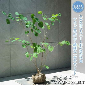 【現品】【マルバノキ】ベニマンサク 紅万作 株立ち 自然風樹形　樹高H≒100 × 枝張W≒110cm　低木 落葉樹 シンボルツリー 植木 庭木 樹木 植栽 和風 洋風 ガーデニング おしゃれ【送料無料】