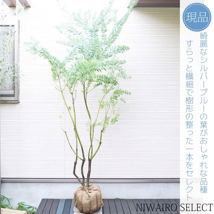 楽天市場】【アカシア】 ブルーブッシュ オージープランツ 自然樹形 