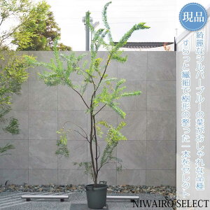 【現品】【アカシア】ブルーブッシュ オージープランツ 株立ち 自然風樹形 樹高H≒285 × 枝張W≒170cm 高木 常緑樹 シンボルツリー 植木 庭木 樹木 植栽 和風 洋風 ガーデニング おしゃれ【