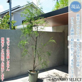 【アカシア】ブリスベン＝ブリスベーン オージープランツ 株立ち 自然風樹形　樹高H≒250 × 枝張W≒130cm　高木 常緑樹 シンボルツリー 植木 庭木 樹木 植栽 和風 洋風 ガーデニング おしゃれ【送料無料】