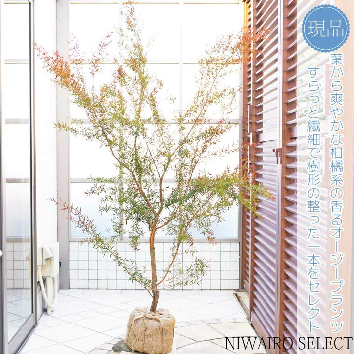 楽天市場】【現品】【レモンティーツリー】 ピンクマーマレード レプト 