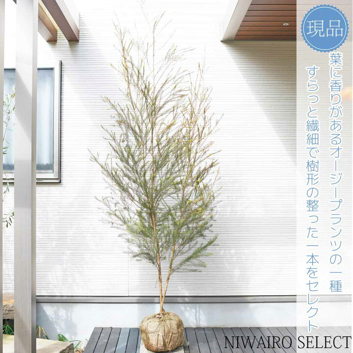 楽天市場】【ティーツリー】メディカルティーツリー メラレウカ 