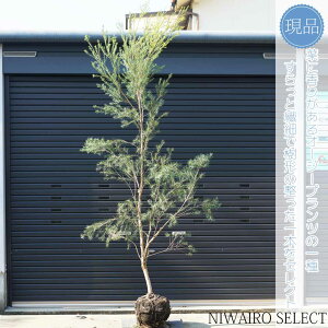 yizyXm[CT}[zeB[c[ EJ I[W[vc R`@H280 × }W130cm@ Ύ V{c[ A   A a m K[fjO 