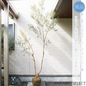 yizyXm[CT}[zeB[c[ EJ I[W[vc R`@H250 × }W130cm@ Ύ V{c[ A   A a m K[fjO 