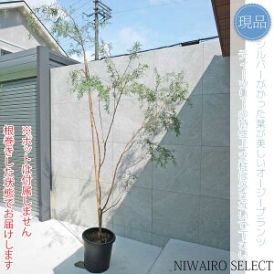 yizyVo[eB[c[zvgXy} I[W[vc R`@H245 × }W160cm@ Ύ V{c[ A   A a m K[fjO 