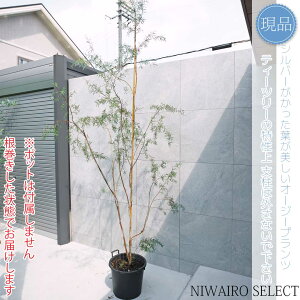 yizyVo[eB[c[zvgXy} I[W[vc R`@H290 × }W140cm@ Ύ V{c[ A   A a m K[fjO 