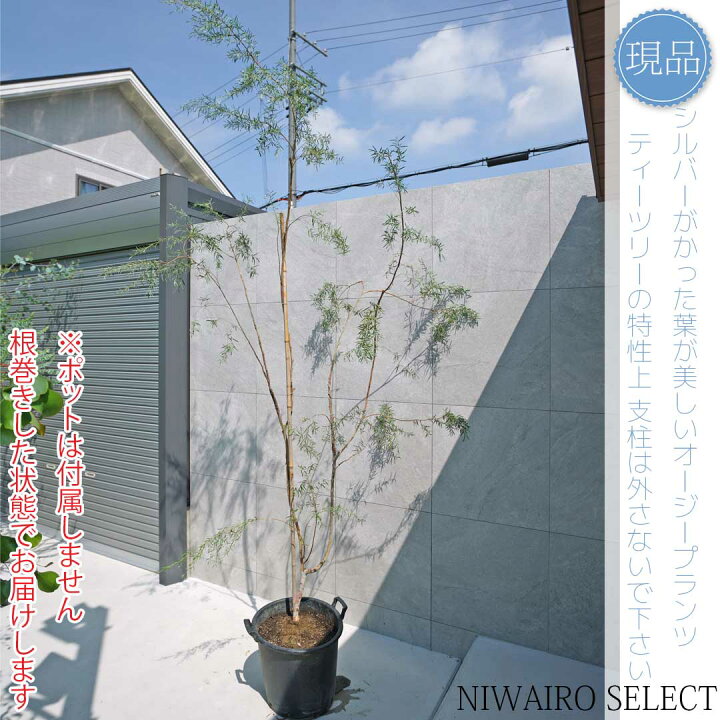 楽天市場】【現品】【シルバーティーツリー】レプトスペルマム 