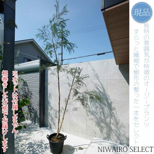 yizyXm[CT}[zeB[c[ EJ I[W[vc { R`@H320 × }W160cm@ Ύ V{c[ A   A a m K[