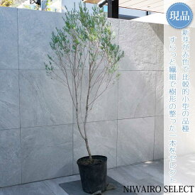 【現品】【レッドジェム】ティーツリー メラレウカ オージープランツ 自然風樹形　樹高H≒155 × 枝張W≒70cm　低木 常緑樹 シンボルツリー 植木 庭木 樹木 植栽 和風 洋風 ガーデニング おしゃれ【送料無料】