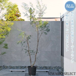 yizyXm[CT}[zeB[c[ EJ I[W[vc R`@H300 × }W140cm@ Ύ V{c[ A   A a m K[fjO 