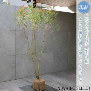 yizybhWFzeB[c[ EJ I[W[vc  R`@H155 × }W90cm@ Ύ V{c[ A   A a m K[fj