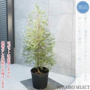 yEGXgMAzNX}Xc[d I[XgA[Y}[ I[W[vc@H130 × }W60cm@ Ύ V{c[ A   A a m K