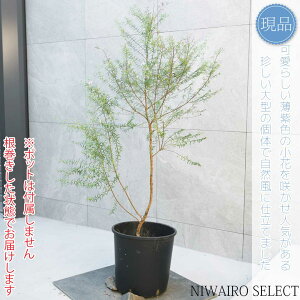 yEGXgMAzRd I[XgA[Y}[ I[W[vc@H120 × }W80cm@ Ύ V{c[ A   A a m K[fjO 