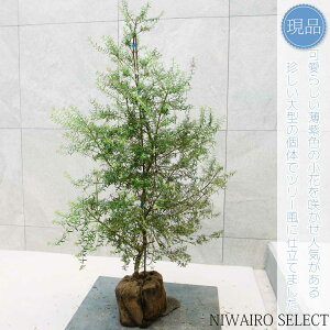 yEGXgMAzNX}Xc[d I[XgA[Y}[ I[W[vc@H115 × }W65cm@ Ύ V{c[ A   A a m K