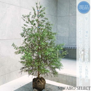 yEGXgMAzNX}Xc[d I[XgA[Y}[ I[W[vc@H115 × }W70cm@ Ύ V{c[ A   A a m K