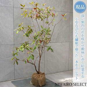 yJlRQJCccWzqCUP  R`@H110 × }W80cm@ Ύ V{c[ A   A a m K[fjO yz