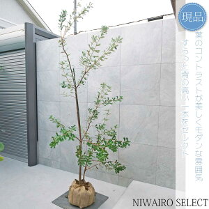 yizyoNVAzR[XgoNVA I[W[vc { R`@H240 × }W110cm@ Ύ V{c[ Vo[[t A   A a m 