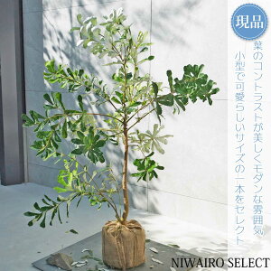 【現品】【バンクシア】コーストバンクシア オージープランツ 自然風樹形 樹高H≒100 × 枝張W≒90cm 高木 常緑樹 シンボルツリー シルバーリーフ 植木 庭木 樹木 植栽 和風 洋風 ガーデニン