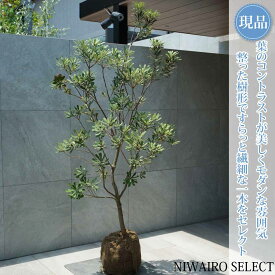 【現品】【バンクシア】コーストバンクシア オージープランツ 自然風樹形　樹高H≒170 × 枝張W≒90cm　高木 常緑樹 シンボルツリー シルバーリーフ 植木 庭木 樹木 植栽 和風 洋風 ガーデニング おしゃれ【送料無料】